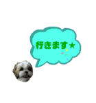 ★シーズーマック★のスタンプ3シンプル編（個別スタンプ：16）