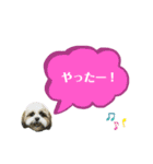 ★シーズーマック★のスタンプ3シンプル編（個別スタンプ：17）