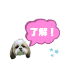 ★シーズーマック★のスタンプ3シンプル編（個別スタンプ：19）