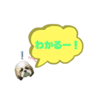 ★シーズーマック★のスタンプ3シンプル編（個別スタンプ：20）