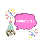 ★シーズーマック★のスタンプ3シンプル編（個別スタンプ：30）