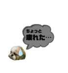 ★シーズーマック★のスタンプ3シンプル編（個別スタンプ：31）