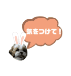 ★シーズーマック★のスタンプ3シンプル編（個別スタンプ：32）