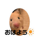 ◆キンクマ．かりんちゃんのスタンプ◆（個別スタンプ：1）
