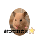 ◆キンクマ．かりんちゃんのスタンプ◆（個別スタンプ：3）