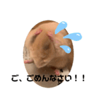 ◆キンクマ．かりんちゃんのスタンプ◆（個別スタンプ：5）