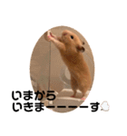 ◆キンクマ．かりんちゃんのスタンプ◆（個別スタンプ：8）