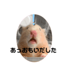 ◆キンクマ．かりんちゃんのスタンプ◆（個別スタンプ：13）