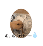 ◆キンクマ．かりんちゃんのスタンプ◆（個別スタンプ：17）