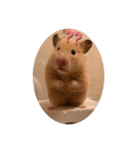 ◆キンクマ．かりんちゃんのスタンプ◆（個別スタンプ：23）