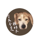 ビーグルななちゃん（個別スタンプ：3）