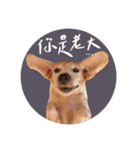 ビーグルななちゃん（個別スタンプ：4）