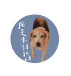 ビーグルななちゃん（個別スタンプ：7）