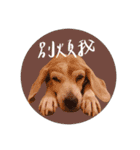 ビーグルななちゃん（個別スタンプ：10）