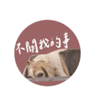 ビーグルななちゃん（個別スタンプ：11）