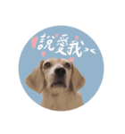 ビーグルななちゃん（個別スタンプ：16）
