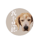 ビーグルななちゃん（個別スタンプ：17）