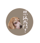 ビーグルななちゃん（個別スタンプ：18）