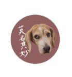 ビーグルななちゃん（個別スタンプ：22）