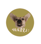 ビーグルななちゃん（個別スタンプ：28）