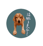 ビーグルななちゃん（個別スタンプ：32）