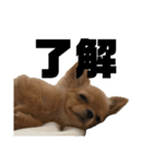 いのまた動物園 DLPvol.1（個別スタンプ：2）