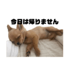 いのまた動物園 DLPvol.1（個別スタンプ：4）