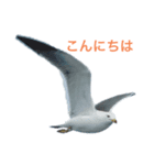 ウミネコ 実写（個別スタンプ：1）