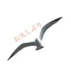 ウミネコ 実写（個別スタンプ：2）