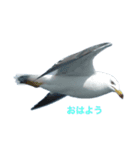 ウミネコ 実写（個別スタンプ：4）