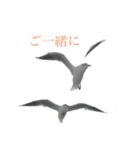 ウミネコ 実写（個別スタンプ：7）