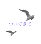 ウミネコ 実写（個別スタンプ：8）