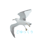 ウミネコ 実写（個別スタンプ：9）