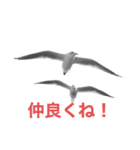 ウミネコ 実写（個別スタンプ：11）