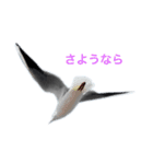 ウミネコ 実写（個別スタンプ：13）