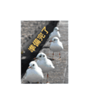 ウミネコ 実写（個別スタンプ：14）