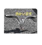 ウミネコ 実写（個別スタンプ：15）