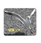 ウミネコ 実写（個別スタンプ：16）
