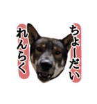 ぼくは四国犬（個別スタンプ：8）