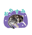 ぼくは四国犬（個別スタンプ：9）