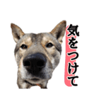 ぼくは四国犬（個別スタンプ：19）