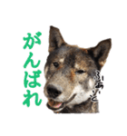 ぼくは四国犬（個別スタンプ：21）