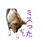 ぼくは四国犬（個別スタンプ：22）