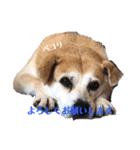 milly's3（個別スタンプ：7）