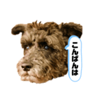 黒シュナアディ2（個別スタンプ：3）