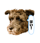 黒シュナアディ2（個別スタンプ：4）