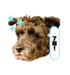 黒シュナアディ2（個別スタンプ：5）