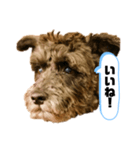 黒シュナアディ2（個別スタンプ：6）