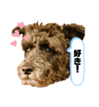 黒シュナアディ2（個別スタンプ：7）