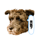 黒シュナアディ2（個別スタンプ：8）
